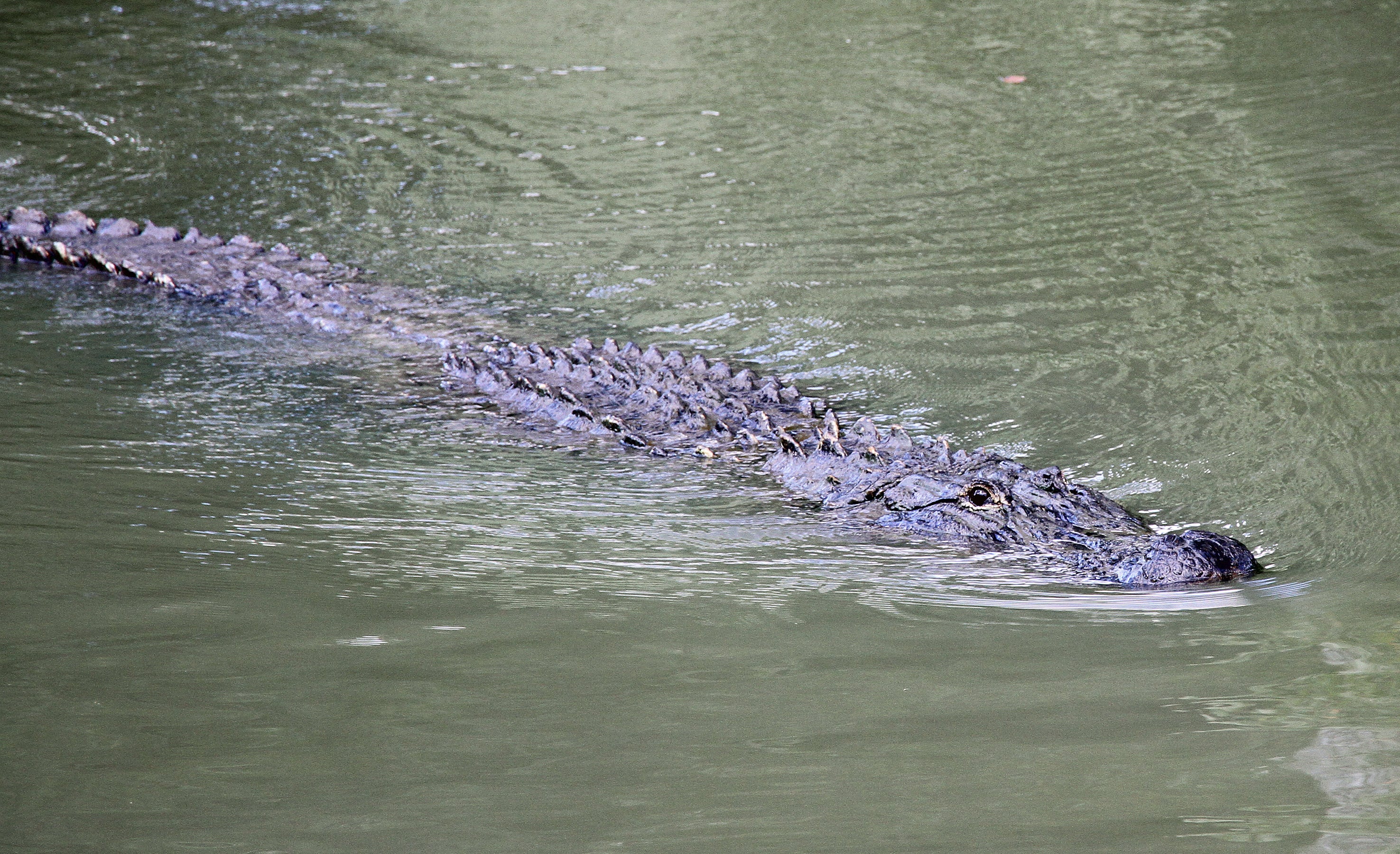 Alligator Comeback Continues; Hunt Registration Opens June 2 Outdoor